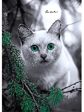 ЕЖЕДНЕВНИК А5, 80л. ЗЕЛЕНОГЛАЗЫЙ КОТ (80-6761) 7БЦ,контраст,цв.мел обл,недатир