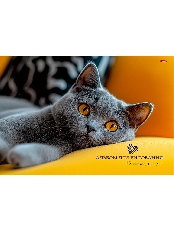 TM"Profit"Альбом для рисования А4 12л. СЕРЫЙ ПУШИСТЫЙ КОТИК - 1 (12-7247) скрепка