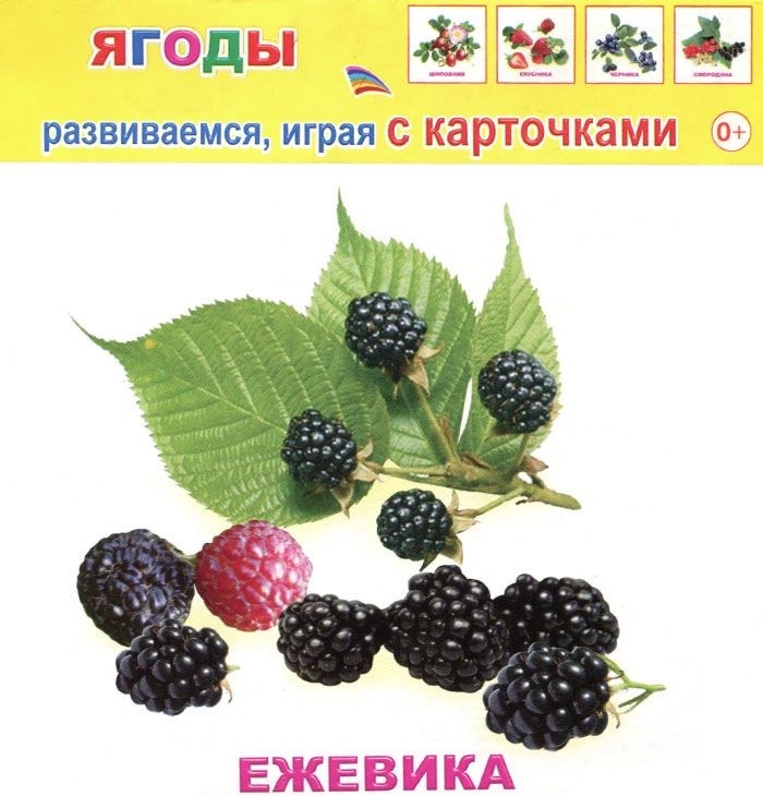 АЛФЕЯ. Развив.карточки ЕП 12шт Ягоды 0+