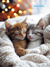 Ежедневник А6, 48л. обл. мел. карт. "Спящие котята"